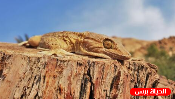 المصريون يردون على قضية 